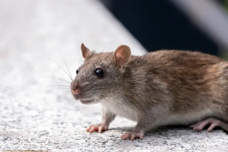hantavirus