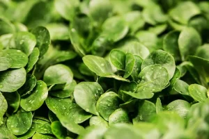 beneficios de los canónigos