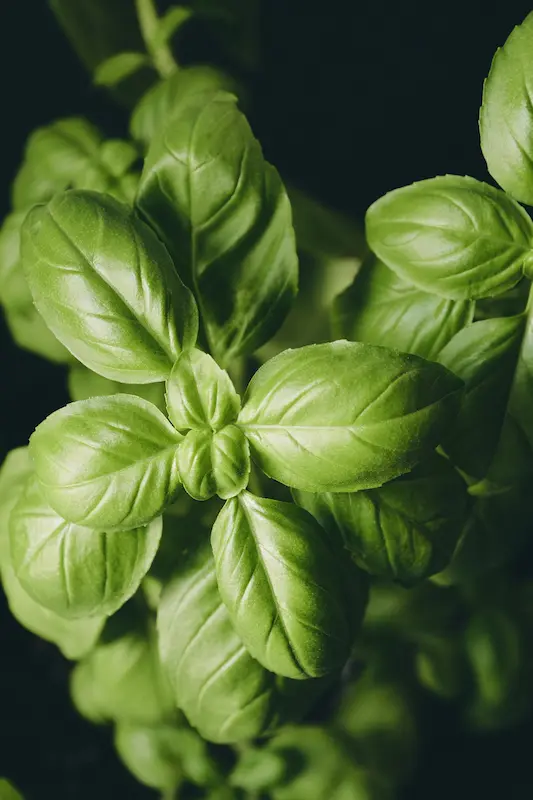 propiedades medicinales de la albahaca