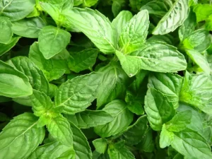 propiedades medicinales de la albahaca