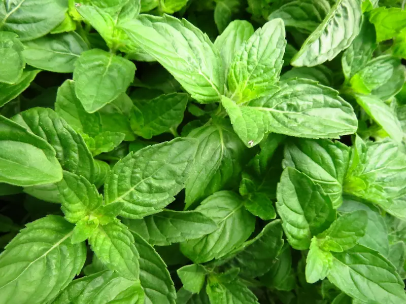 propiedades medicinales de la albahaca